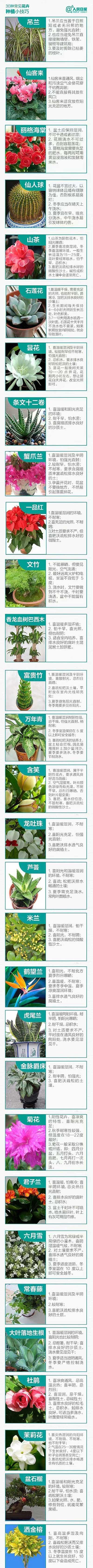 绿植养护