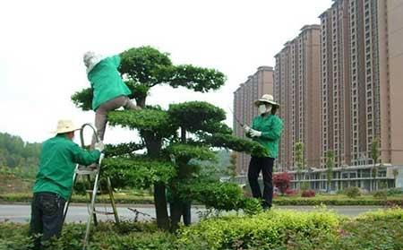 园林养护