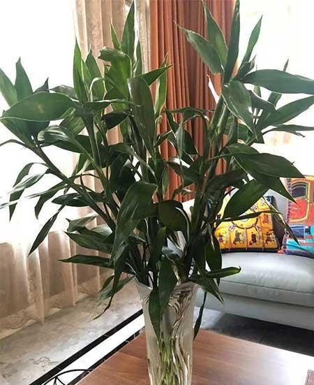 家庭适合养殖的花卉植物