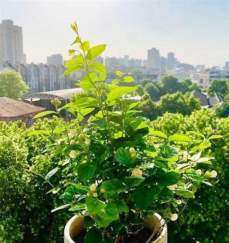 家庭适合养殖的花卉植物