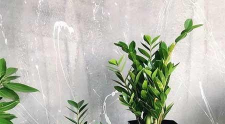 家庭适合养殖的花卉植物