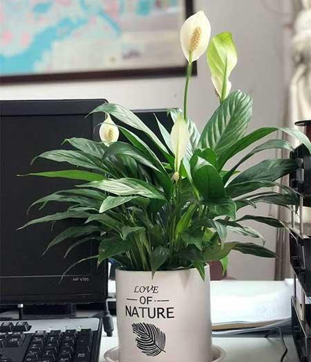 家庭适合养殖的花卉植物
