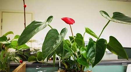家庭适合养殖的花卉植物