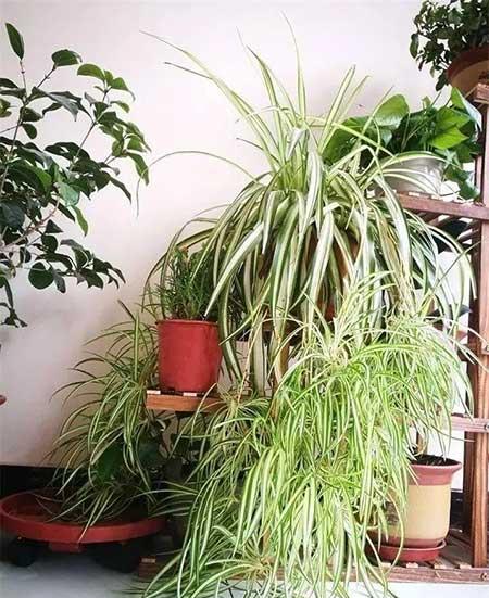 家庭适合养殖的花卉植物