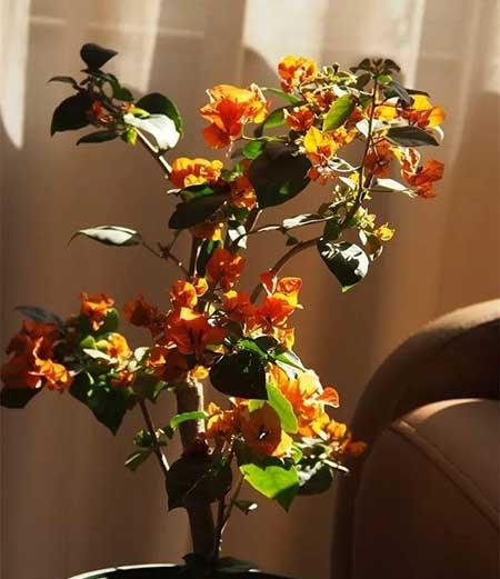 家庭适合养殖的花卉植物