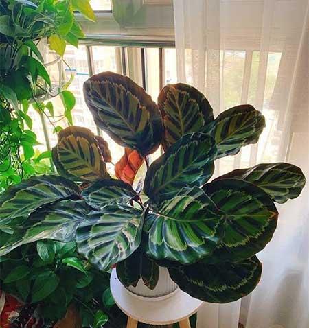 家庭适合养殖的花卉植物