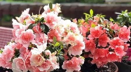 家庭适合养殖的花卉植物