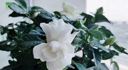 家庭适合养殖的花卉植物