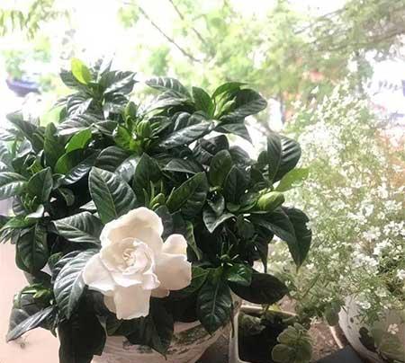 家庭适合养殖的花卉植物