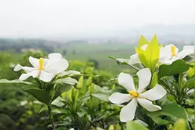 桅孑花怎么养护