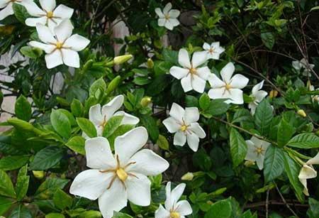 桅孑花怎么养护