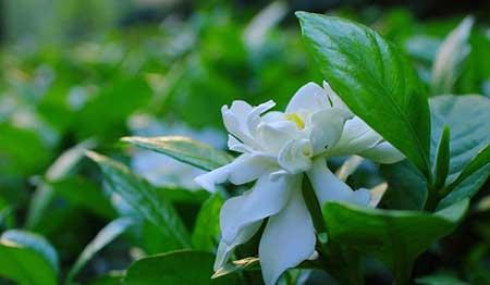 桅孑花怎么养护