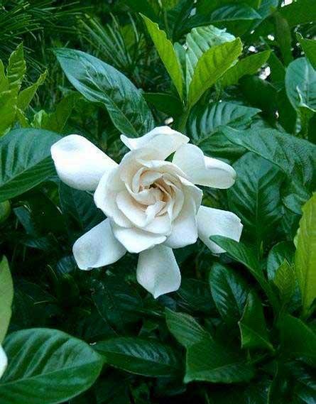 桅孑花怎么养护