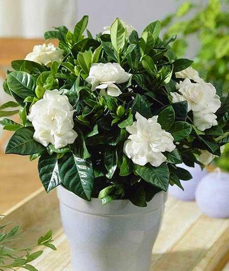 桅孑花怎么养护
