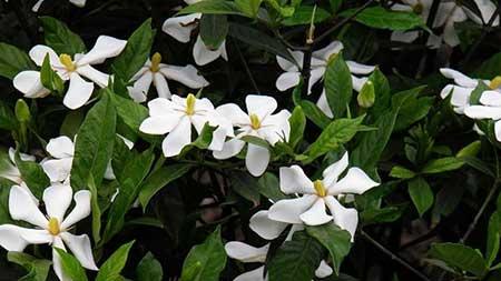 桅孑花怎么养护