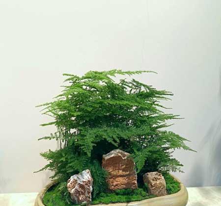 室外好养活的花