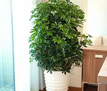 室外好养活的花