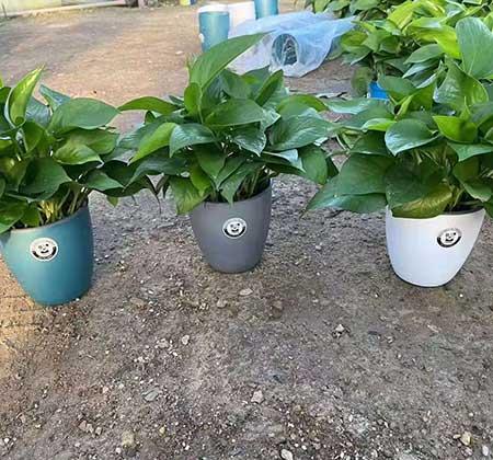 适合暗厅养的植物花卉