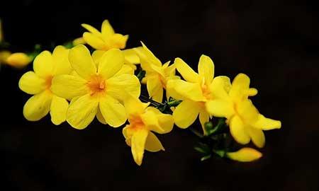 能养很久的花