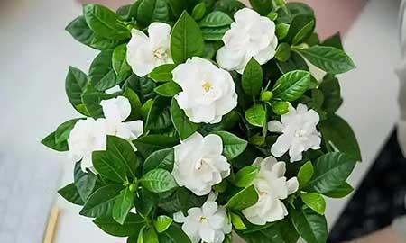 能养很久的花