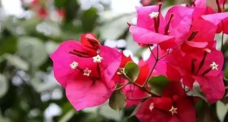 能养很久的花