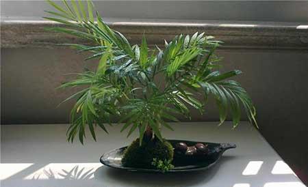 绿植凤尾竹怎么养