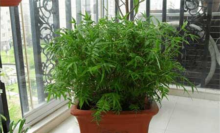 绿植凤尾竹怎么养