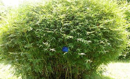 绿植凤尾竹怎么养
