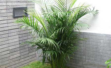 绿植凤尾竹怎么养