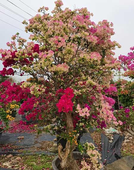 花期长易养活的花